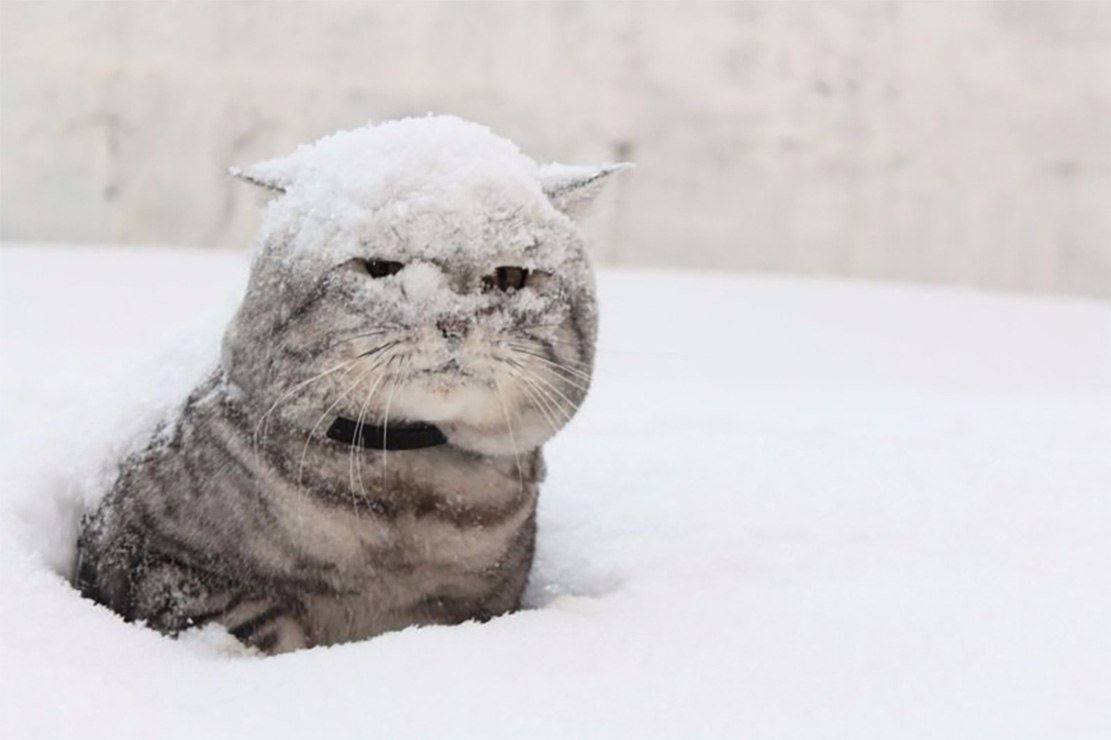 گربه های مسکو در زیر برف